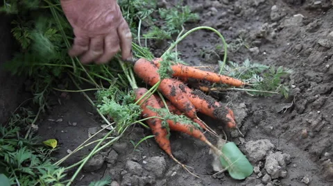 Farmer hands holding a bunch of fresh carrots, vegetable garden, gardener Stock Footage 41268830