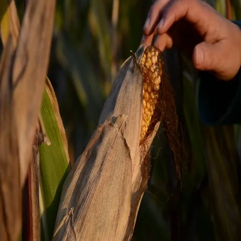 Farmer hands holding corn ear at autumn. Female check maize plant Stock Footage 69448718