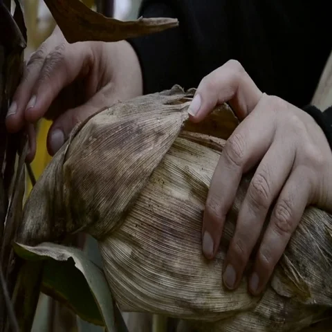 Farmer hands holding corn ear at autumn. Female check maize plant Stock Footage 69450167