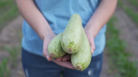Farmer hands holding crate full of zucchini on a farm Stock Footage 149248143