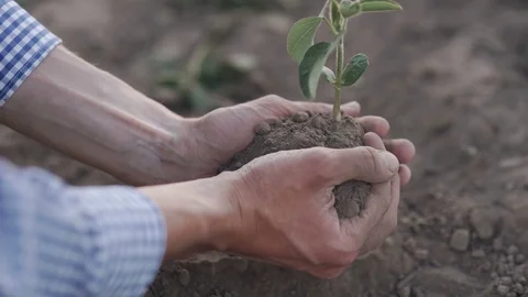 Farmer hands holding a planted Stock Footage 90844256