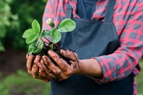 Farmer hands holding a planted strawberry sprout Stock Photos