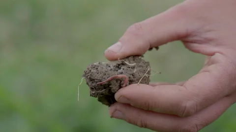Farmer hands holding soil with an earthworm Stock Footage 340546328