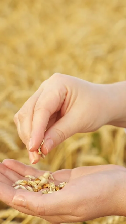 Farmer hands holding wheat grain, inspecting a rich harvest in a golden field Stock Footage 344813453