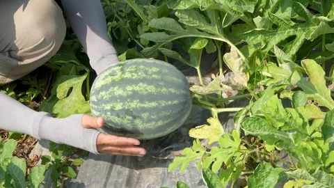 Farmer Hands Inspecting Fresh Watermelon In Sunny Field 스톡 동영상 333367968