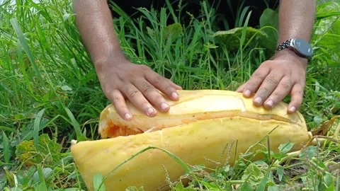 Farmer Hands Inspecting Fully Ripe Split Oriental Melon On Farm Field Close Up 스톡 동영상 342316111