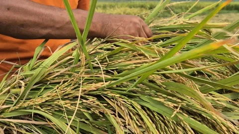 Farmer Hands Inspecting Harvested Rice Sheaf Quality In Bangladesh Stock Footage 339045544