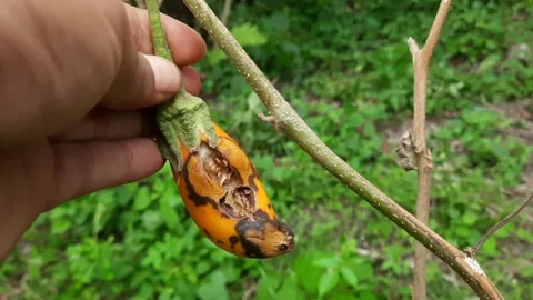 Farmer Hands Inspecting an Overripe Decaying Eggplant Fruit in the Garden Video stock 337951598