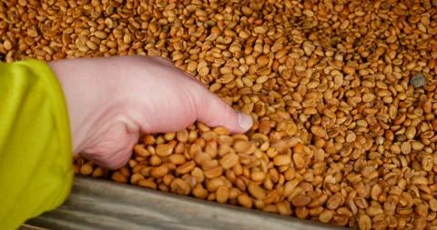 Farmer hands manipulating handful of white coffee fresh beans Stock Footage 103286676