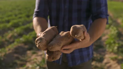 Farmer hands offering ripe fresh sweet potatoes Stock Footage 201200731