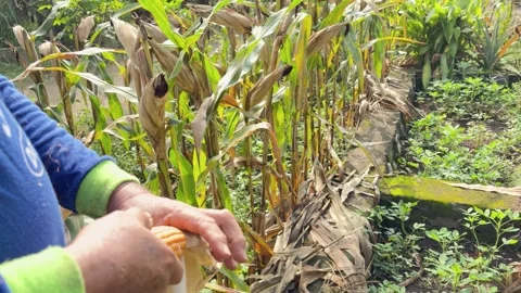 Farmer hands opening and peeling the outer husk of a ripe yellow corn Stock Footage 346012507