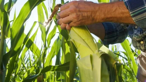 Farmer hands opening ripe corn and checking yellow grains close-up. Experienced Stock Footage 159426204