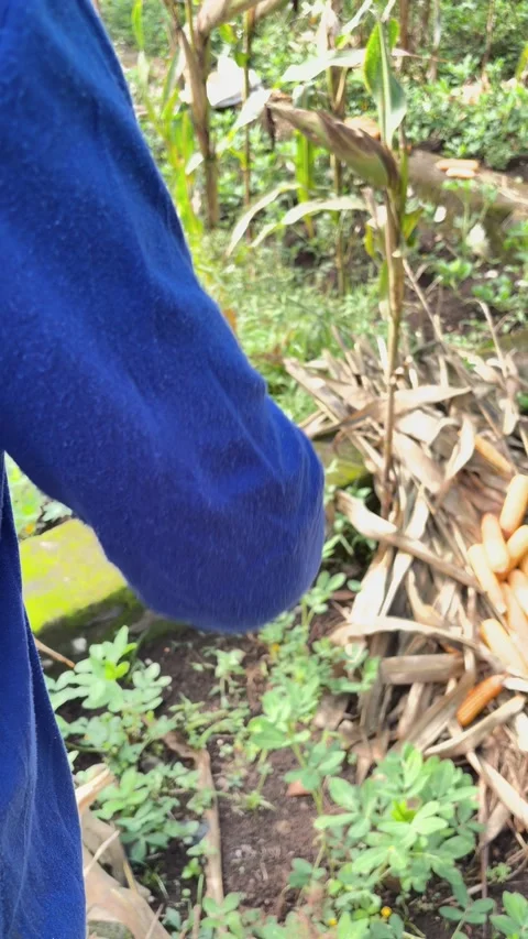 Farmer hands peeling a ripe yellow corn cob from its outer husk Stock Footage 346012487