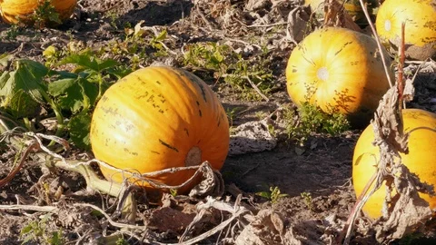 Farmer hands pick pumpkin, put vegetable down on farm field Stock Footage 116980915