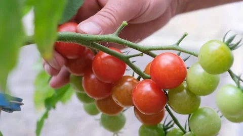 farmer hands picking crop of red tomatoes.  Stock Footage 203996228