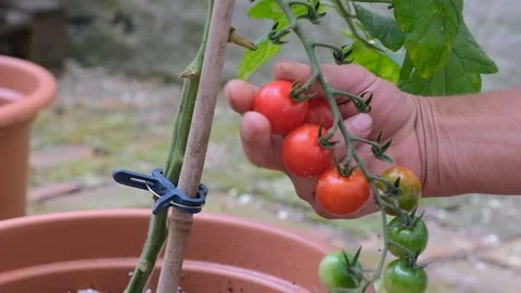  farmer hands picking crop of red tomatoes. Stock Footage 203996238