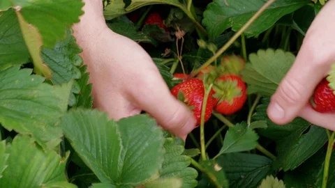 Farmer hands picking up red garden strawberries in green Stock Footage 111207358