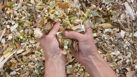 Farmer hands picks up corn silage and shows, close-up, autumn farm work, fodder Video stock 108914490