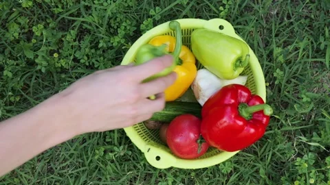 Farmer hands placing fresh organic vegetables into colander Stock Footage 337067102