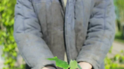 Farmer Hands with a Plant Stock Footage 52016981