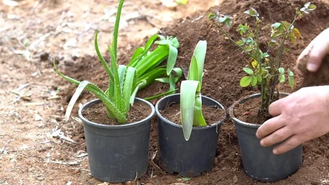 Farmer Hands Planting Small Vegetable in Garden Soil Organic plant 스톡 동영상 77737336