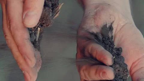 Farmer hands pour into hands, priming, agriculture farm, soil testing practices Stock Footage 272586629