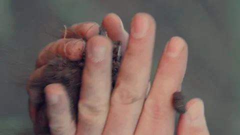 Farmer hands pour soil into hands, priming, soil, agriculture farm, earth soil Stock Footage 268759207