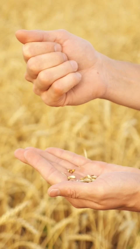 Farmer hands pouring wheat seeds into an open palm over a golden field Video stock 341677948