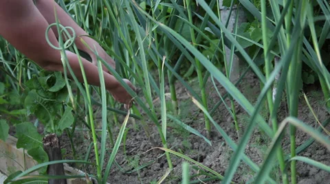 Farmer hands pulling out fresh spring garlic, harvest, organic vegetable garden Stock Footage 39655236