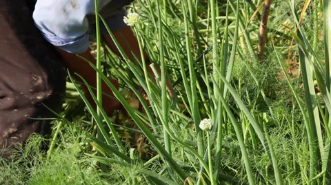 Farmer hands pulling out fresh onion bulbs, organic vegetable garden Stock Footage 39655366