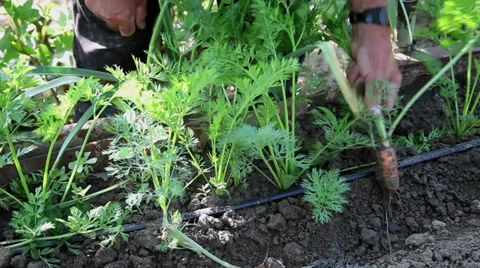 Farmer hands pulling out fresh carrots, organic vegetable garden Stock Footage 39655377