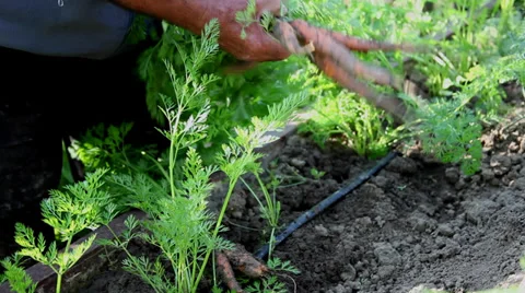 Farmer hands pulling out fresh carrots, organic vegetable garden Stock Footage 39655387