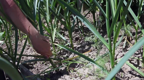 Farmer hands pulling out fresh garlic bulb, harvest, organic vegetable garden Stock Footage 39655926