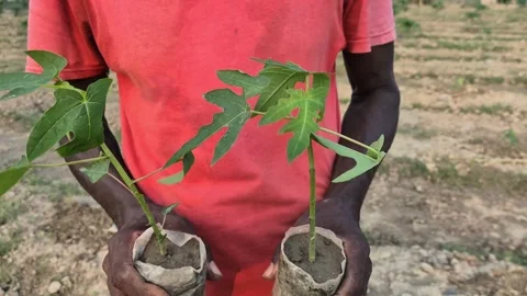 Farmer Hands Removing Plastic Polybag from Papaya Sapling Base Video Stock Footage 343877487