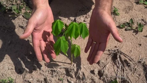 Farmer hands show seedling of native tree planted on soil for farm reforestation Stock Footage 147940735