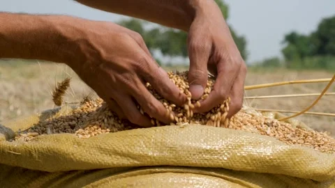 Farmer hands showing good quality crop of wheat grain fields 動画素材 246473732