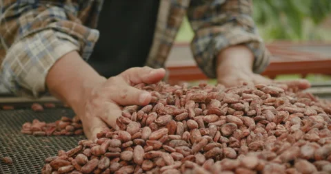 Farmer hands spreading out pile of dried cocoa beans on drying mesh Stock Footage 255360190