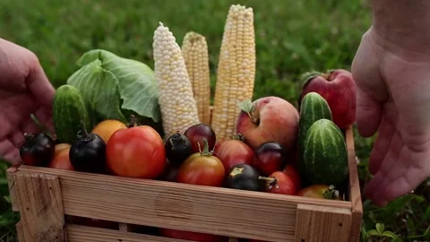 Farmer hands take basket box or crate with different vegetables, fruits Stock Footage 158920949