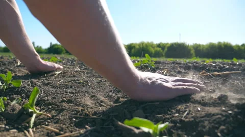 Farmer hands touching dry soil and pouring it back through fingers on the field Stock Footage 312316991