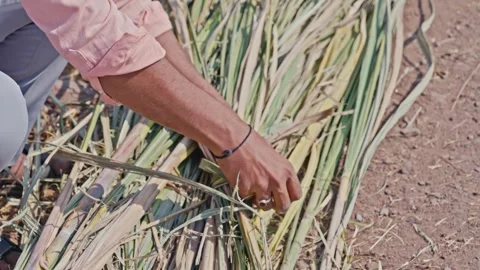 Farmer hands tying green fodder bundle for livestock feed in field Stock Footage 324847292