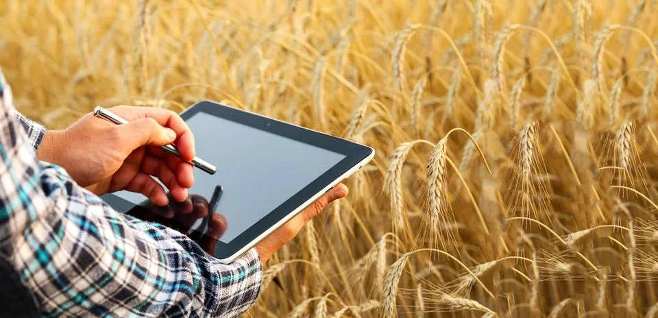 Farmer hands using digital tablet with stylus in wheat field. Agronomist or.. Fotos Stock