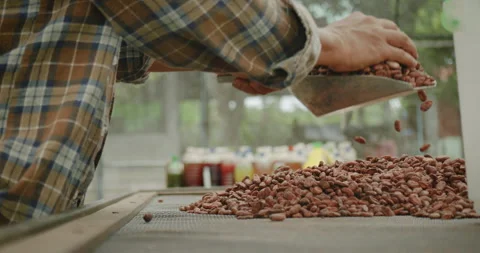 Farmer hands using a large scoop collect dried cocoa beans from drying mesh.. Stock Footage 255467562