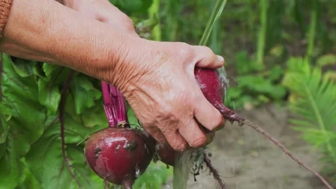 Farmer hands washing beets, close-up Stock Footage 137661053