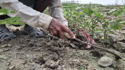 Farmer Hands Weeding Crop Field Traditional Tool Manual Weed Removal Video Vídeo Stock 343629553