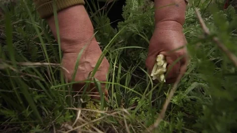 Farmer hands working in the field Stock Footage 77623805