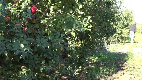 Farmer harvest apple. Time when fruits are the best. 4K Stock Footage 86670494