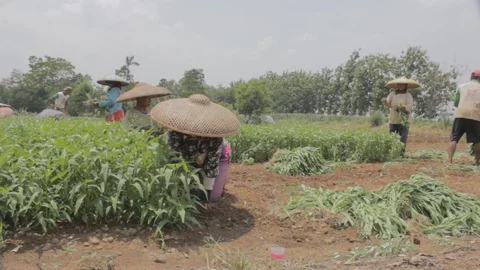 Farmer Harvest Stock Footage 122147315