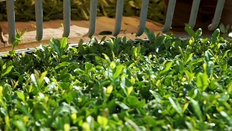 Farmer Harvest Green Tea Leaf in the Plant Stock Footage 113293498