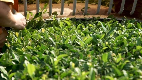 Farmer Harvest Green Tea Leaf in the Plant Stock Footage 113293582
