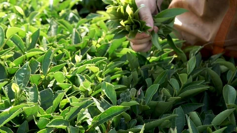 Farmer Harvest Green Tea Leaf in the Plant Stock Footage 113293993